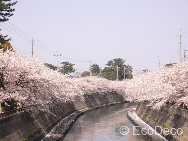 下総中山の南側を流れる真間川沿いは春になると桜が咲き乱れます。