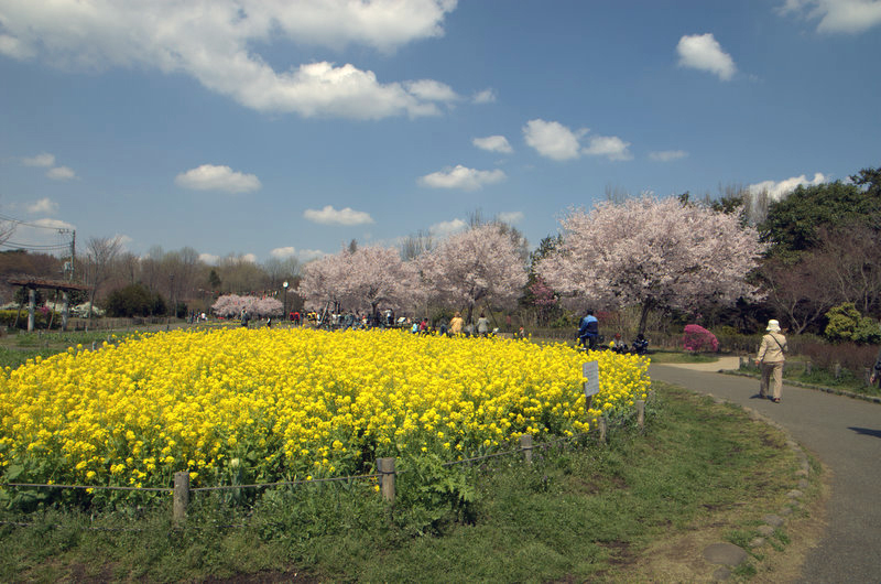 【リノベ向き物件】公園ドカン！な団地