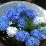 梅雨のあじさい寺〜明月院〜