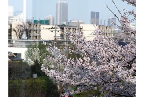 【物件紹介】ゆったりと桜を眺める