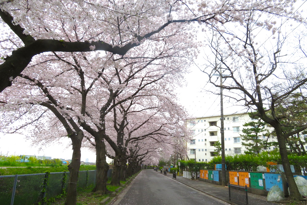 桜