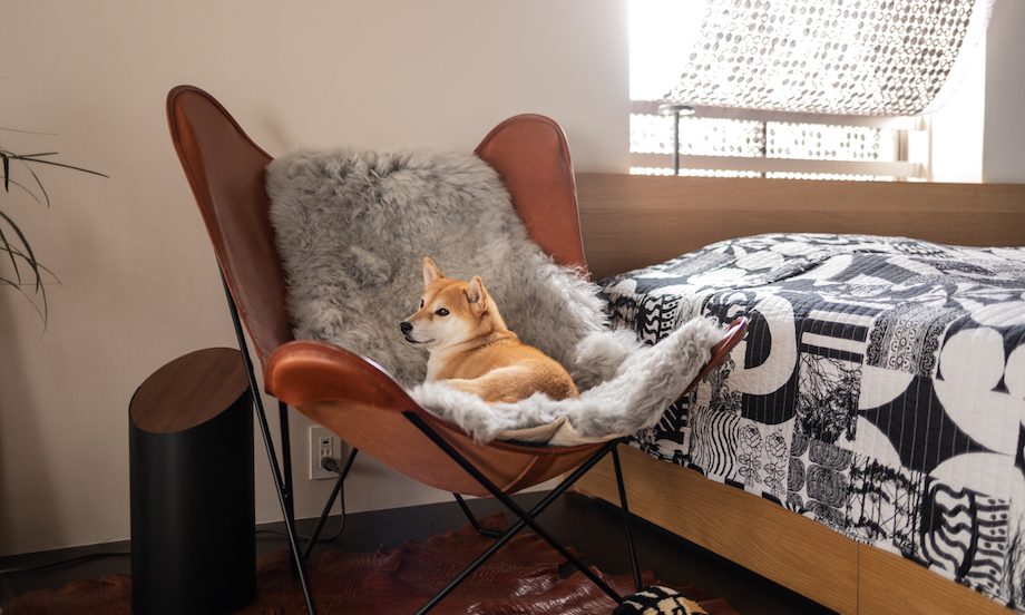 愛犬との暮らしが快適になる、リノベーション実例＆アイデア
